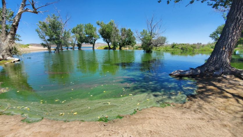 Harmful algae, also called blue-green algae, can look like pea soup, paint, or grass clippings on the surface of water, as seen here at the Lahontan Reservoir in Nev.